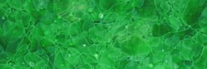GK-202 Forest Green